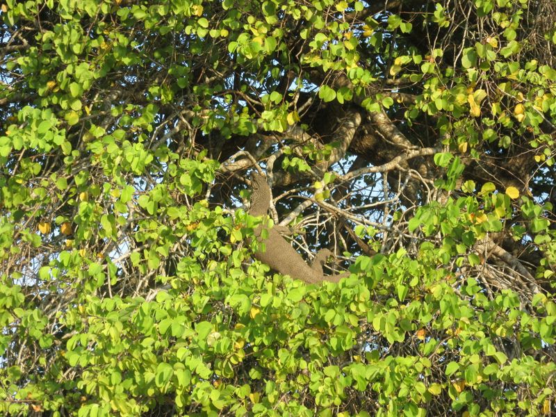 Lizard up in the tree