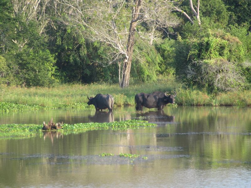 Water buffalo