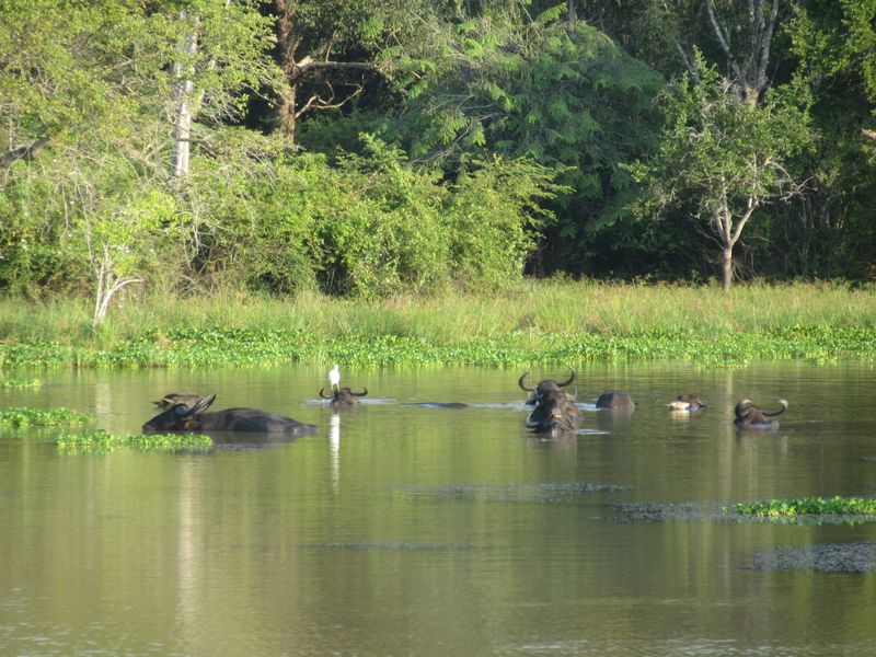 Water buffalo