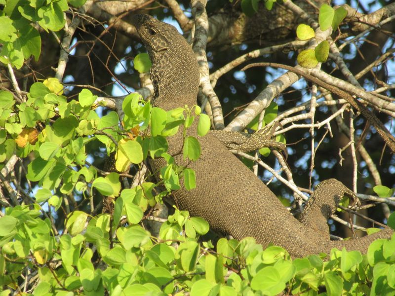 Lizard