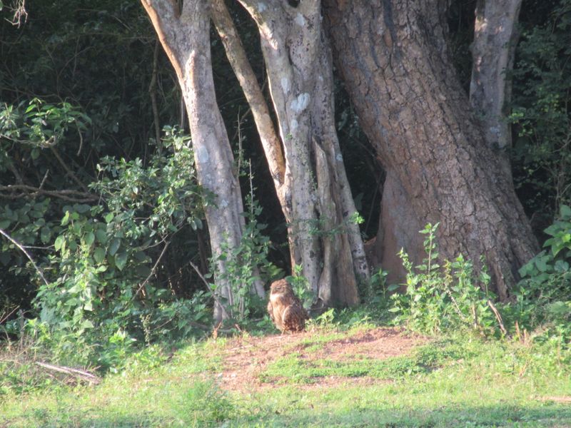 Brown Fish Owl