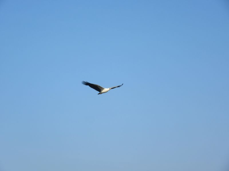 Sea Eagle