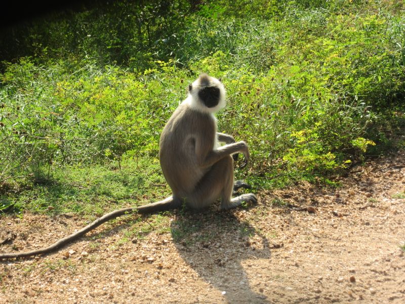 Grey langur