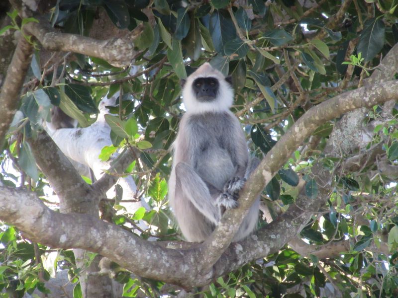 Grey langur