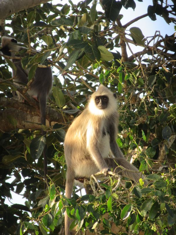 Grey langur