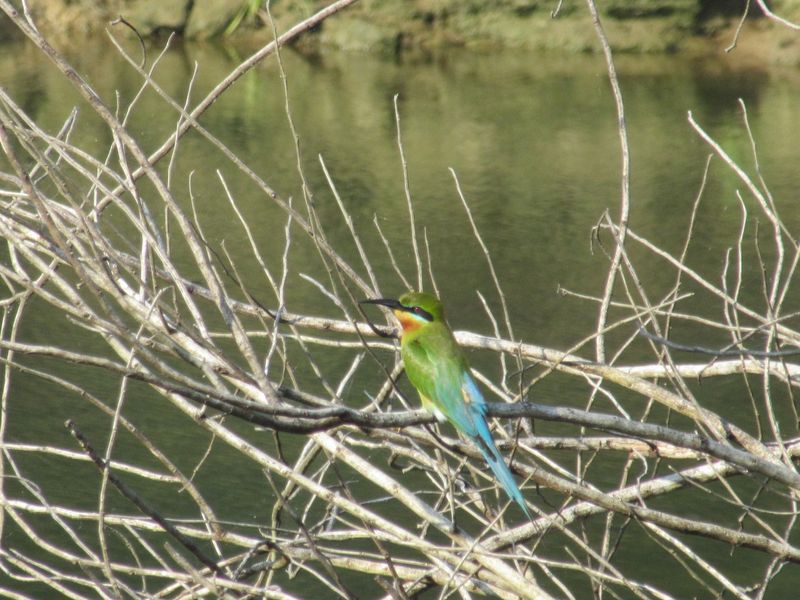 Blue-tailed bee-eater