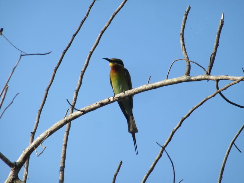 Green bee-eater