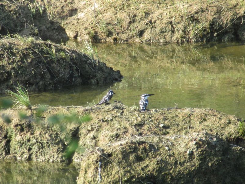 Pied Kingfishers