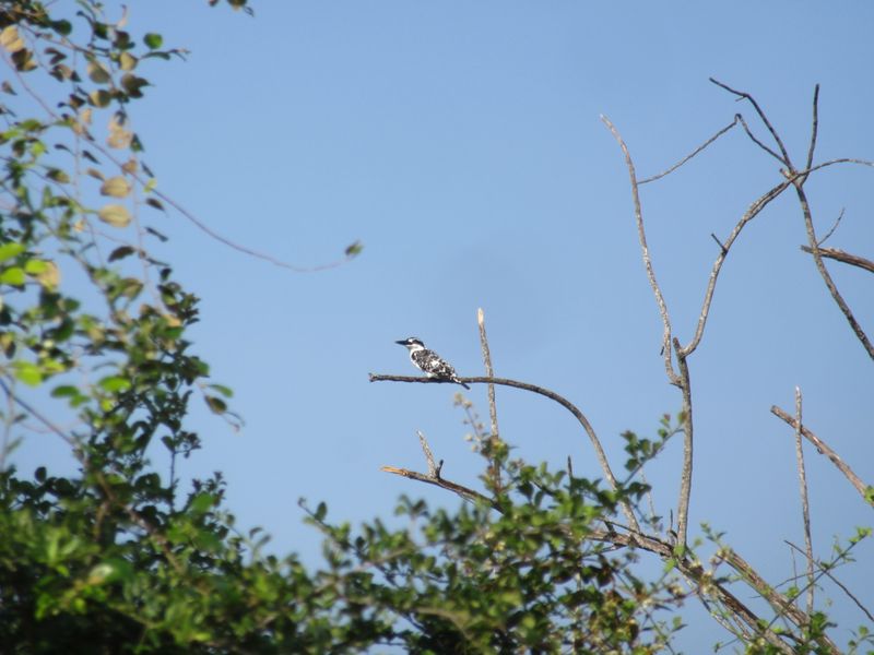 Pied Kingfisher
