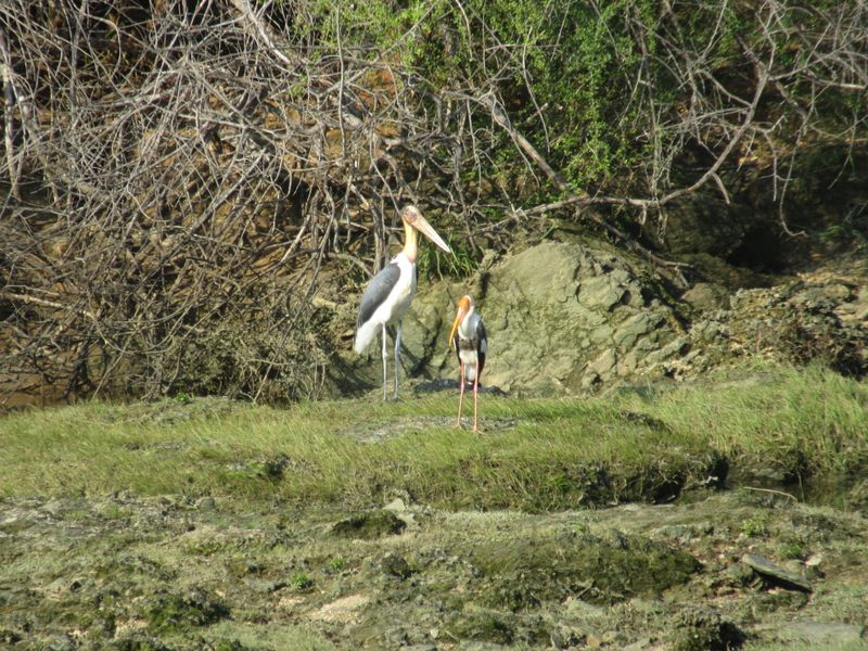 Herons