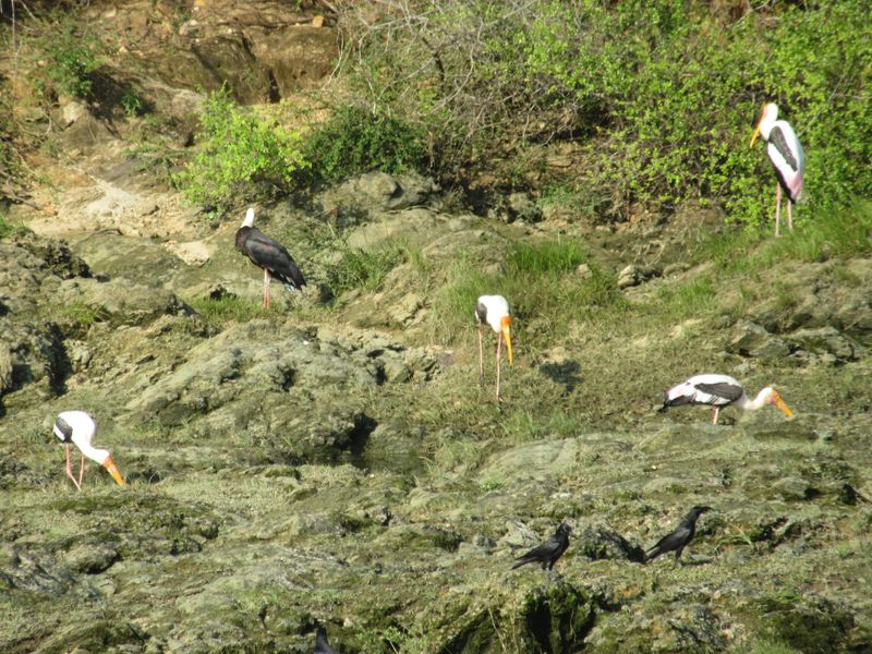 Herons