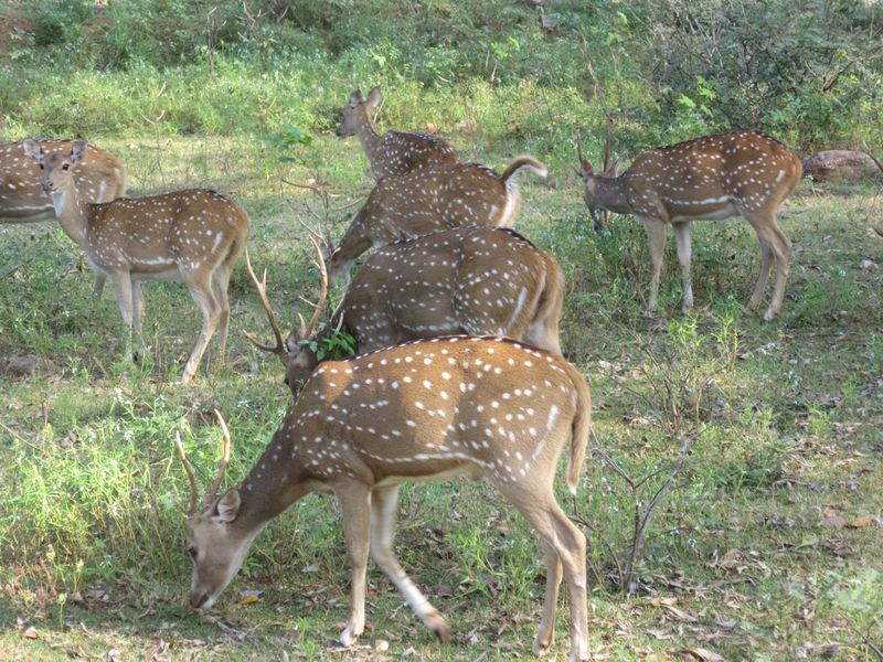 Spotted deer