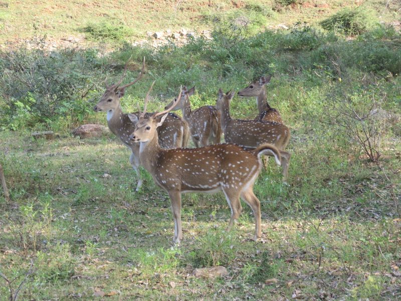 Spotted deer
