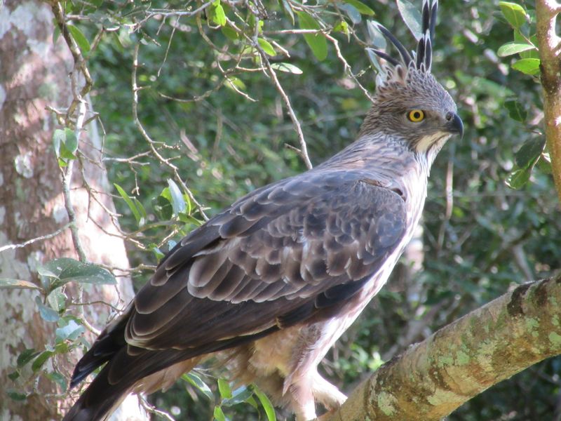 Crowned Hawk Eagle