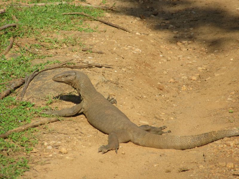 Lizard