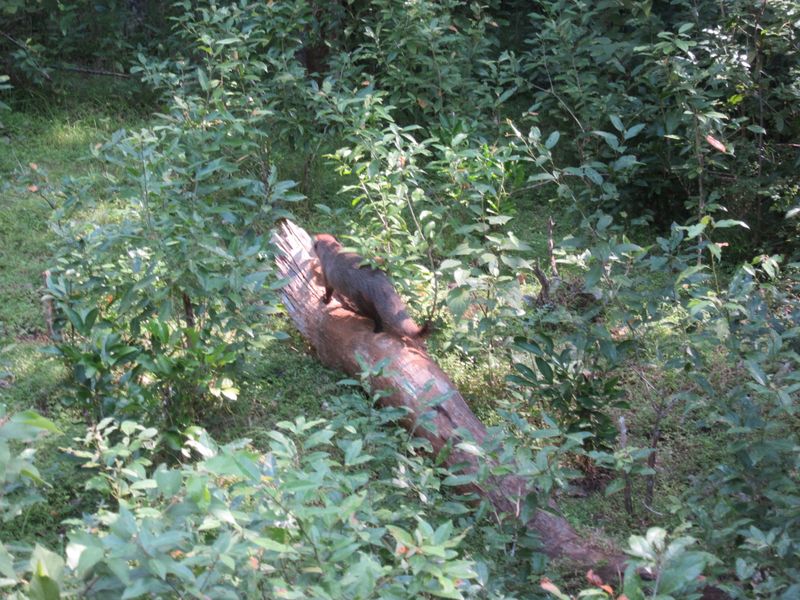 Mongoose- saw lots but they're too quick to photograph