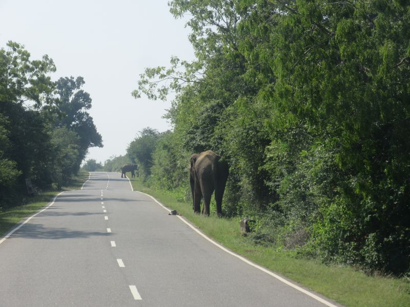 Elephants by the road