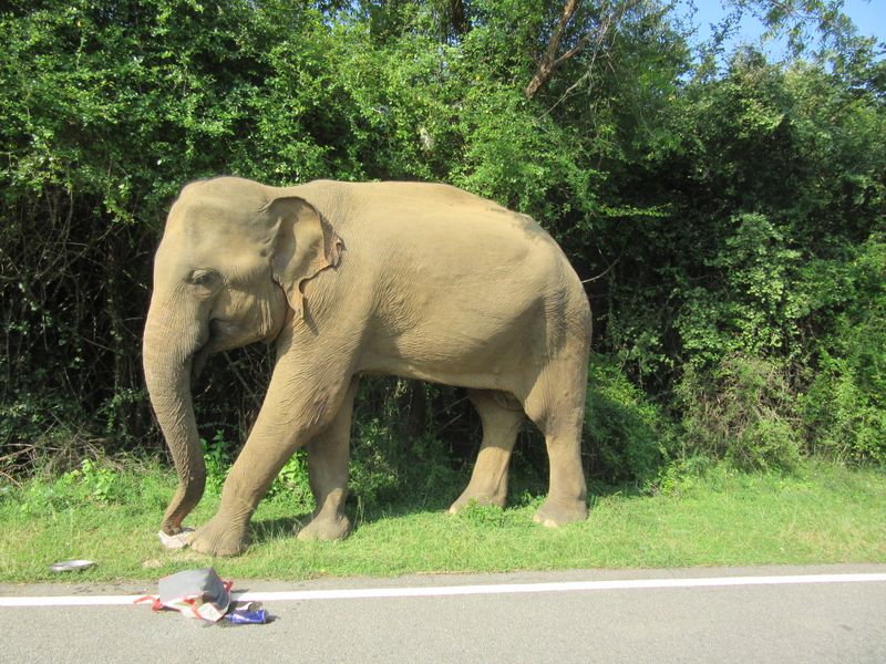 This elephant has got someone's rice