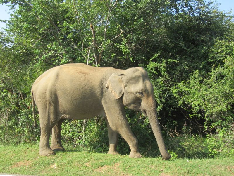 Another elephant was eating the foliage