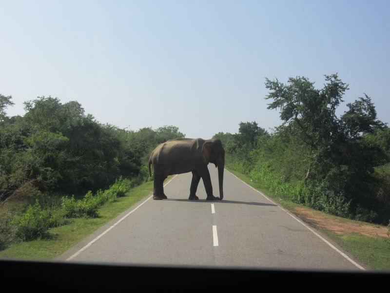 A different day, a different elephant in the road