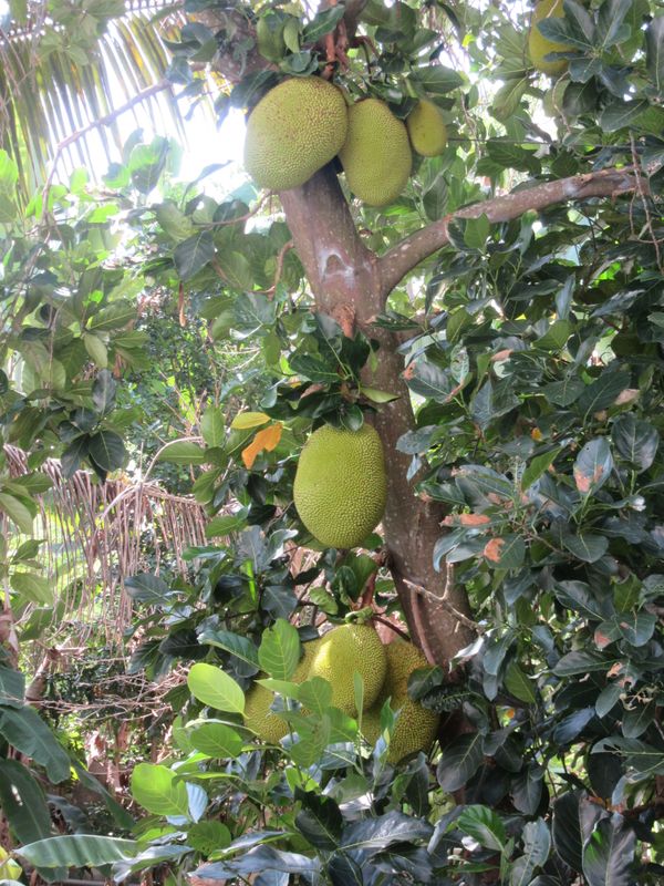 Breadfruit tree