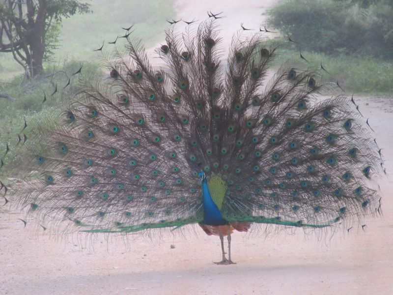 Peacock showing off