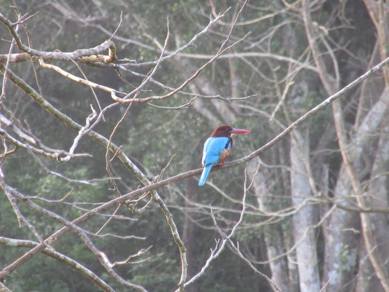 Kingfisher