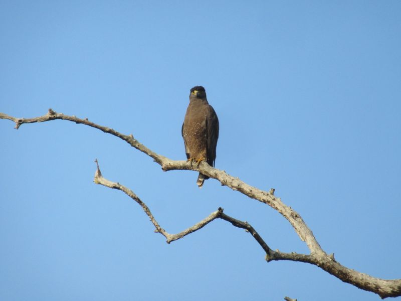 Crested Serpent Eagle
