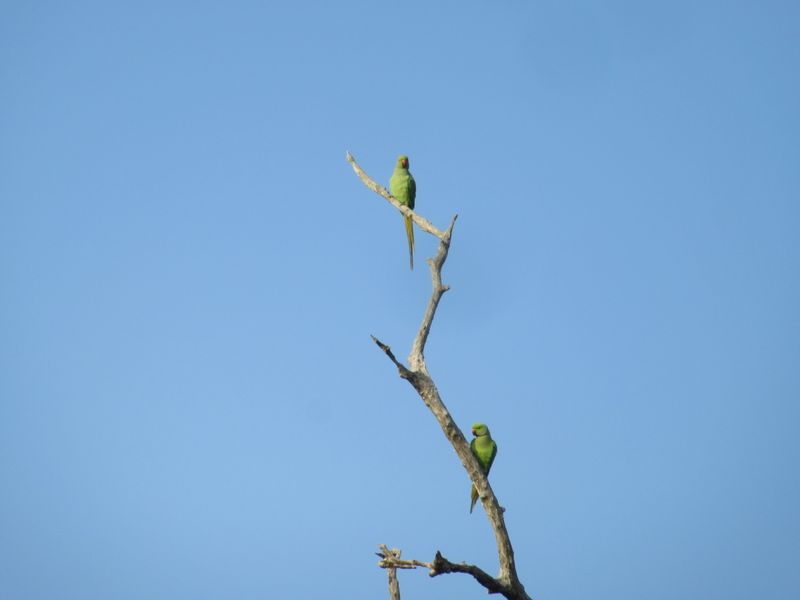 Parakeets