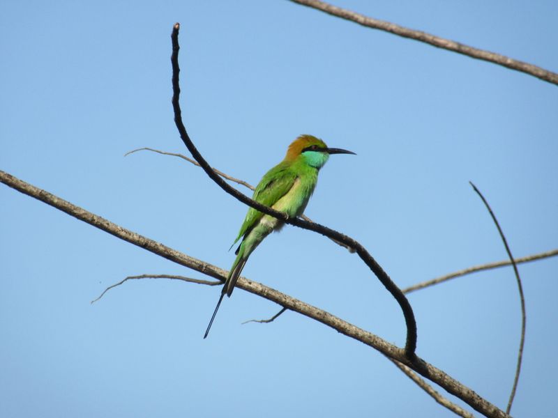 Green bee-eater