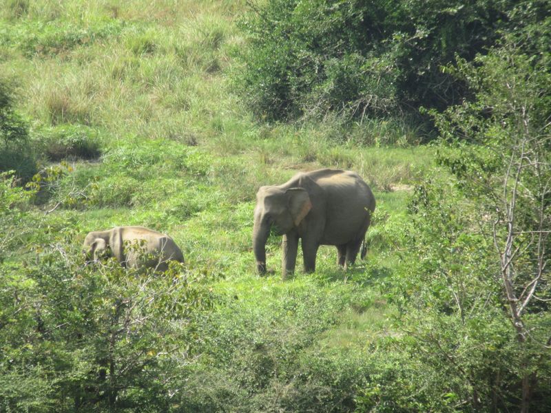 Elephants