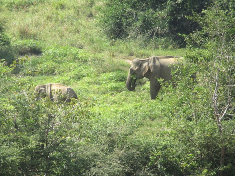 Elephants