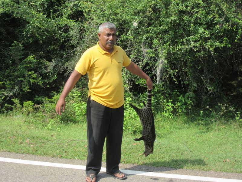 Dead civet cat
