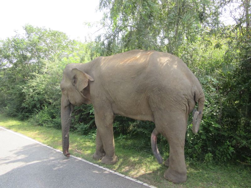 Elephants on the road again