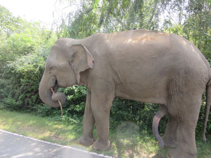 Scratching himself with a stick