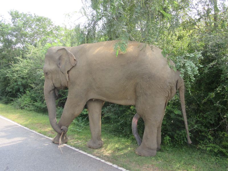You can never have too many photos of elephants