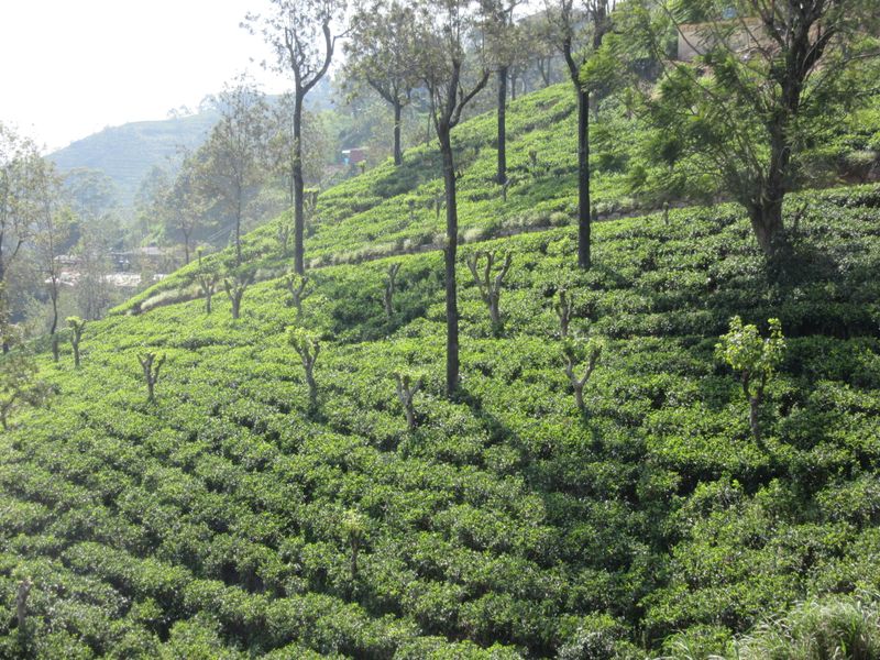 ...of the tea bushes...