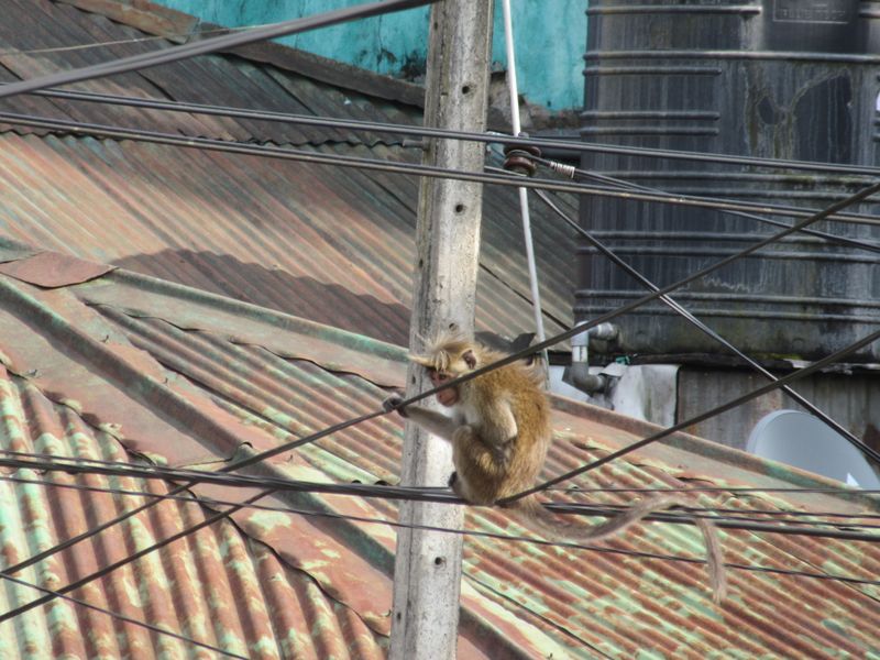Macaques using the power lines...