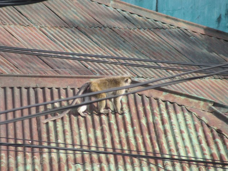 ...and roofs to get about