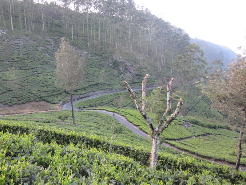 Tea bushes all around