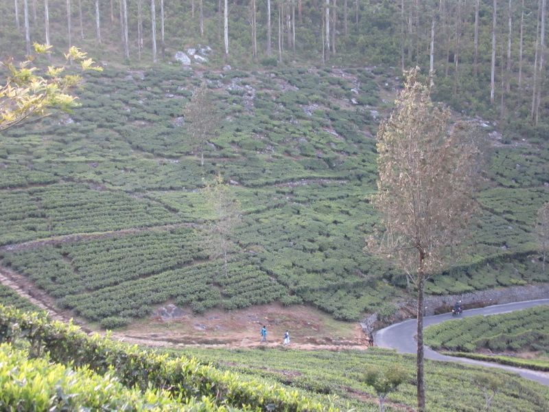 Growing on steep hillsides