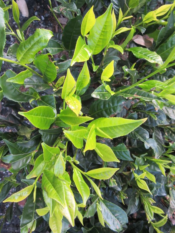 Tea leaves