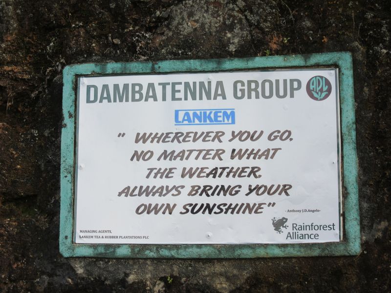Little signs of encouragement around the tea estate