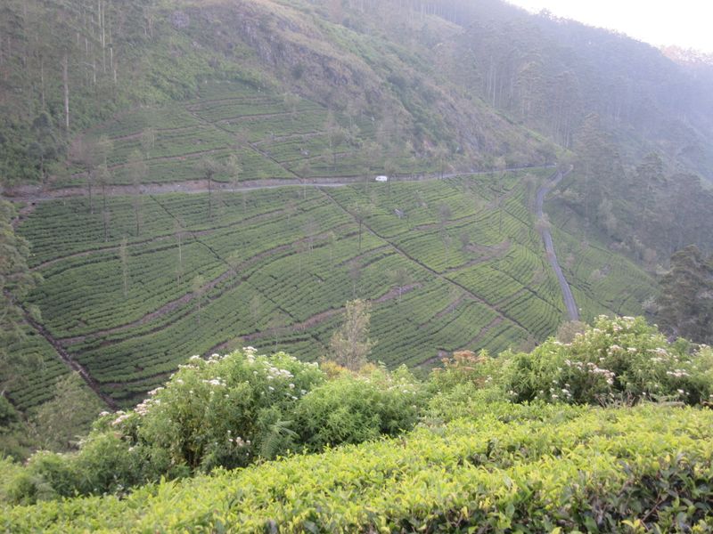 Tea estate