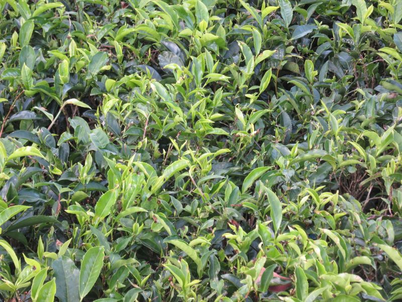 Tea bush