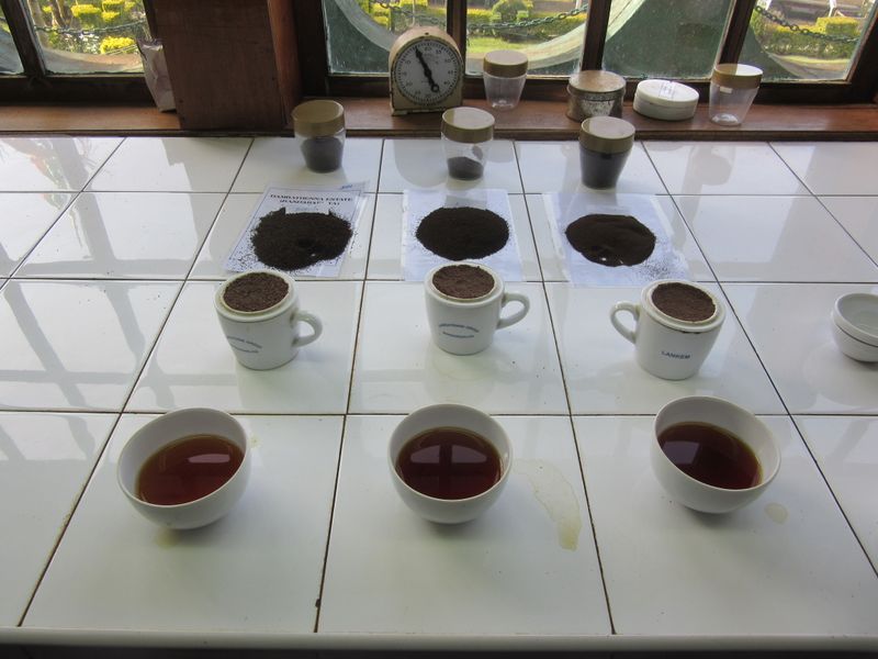 Tea tasting