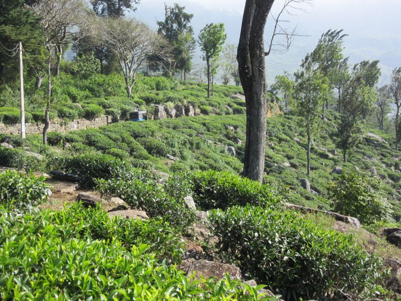 Tea bushes
