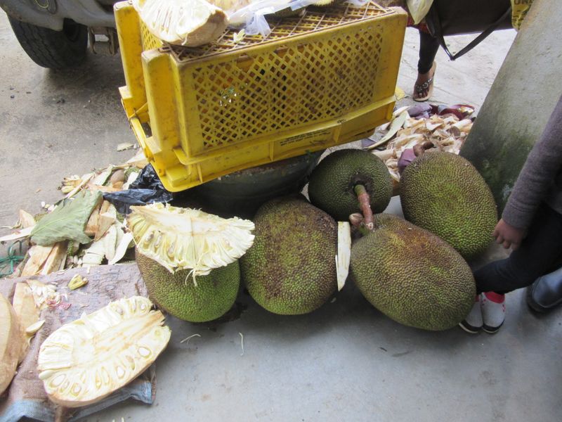 Breadfruit
