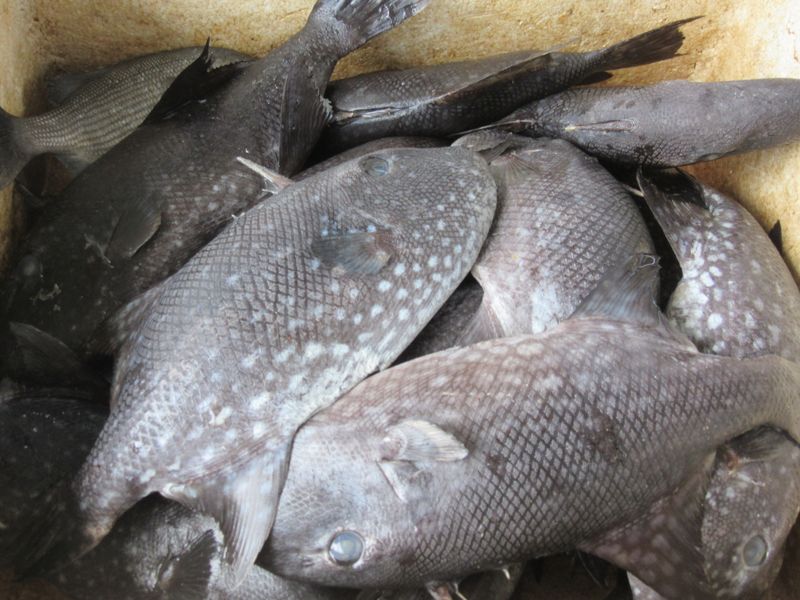 Fish