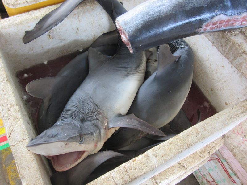 Shark